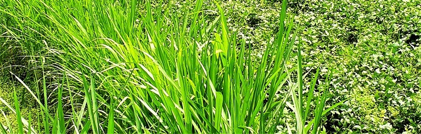 Apa itu Spirulina rumput ajaib dan Manfaatnya di Jakarta? Apa itu Spirulina rumput ajaib dan Manfaatnya di Jakarta?