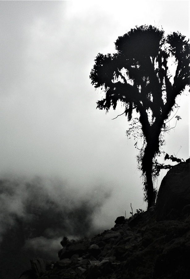 Promenade favorite trees captures place