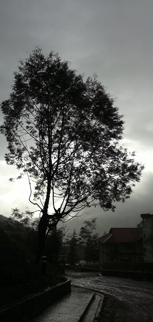 Promenade favorite trees captures place