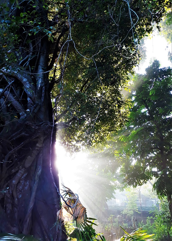 Promenade favorite trees captures place