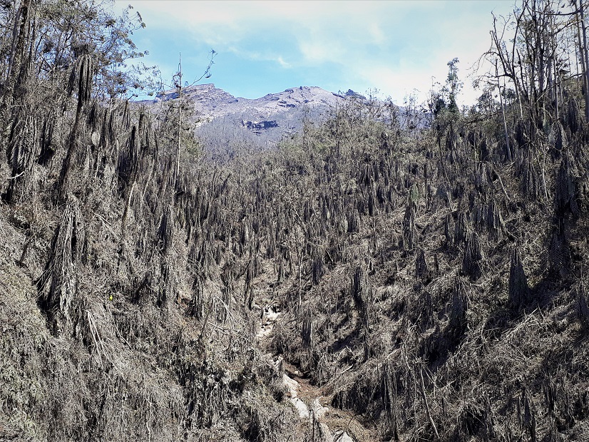 Promenade favorite trees captures place
