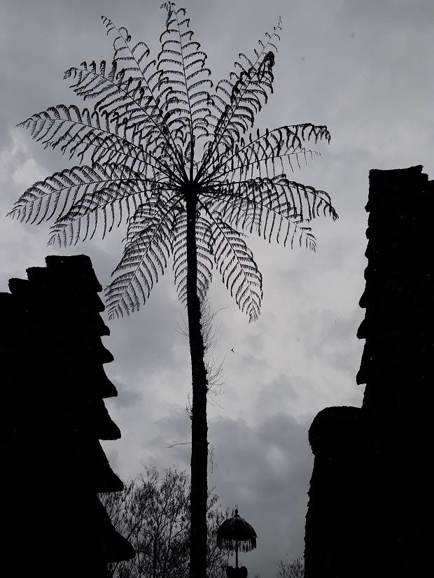 Promenade favorite trees captures place