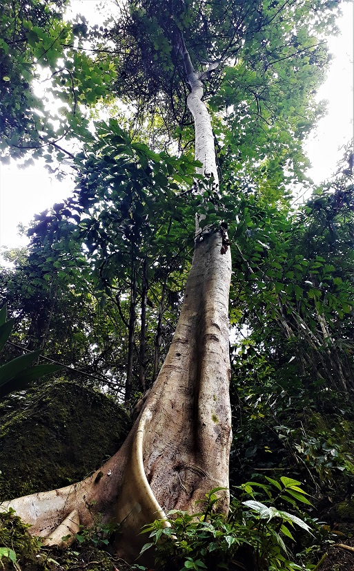 Promenade favorite trees captures place