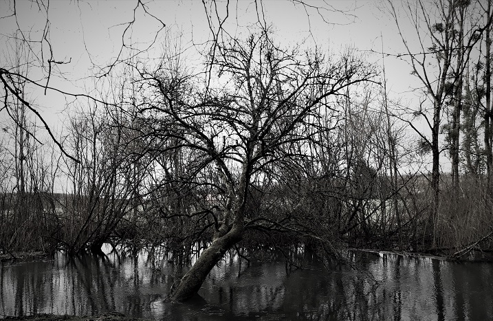 Promenade favorite trees captures place