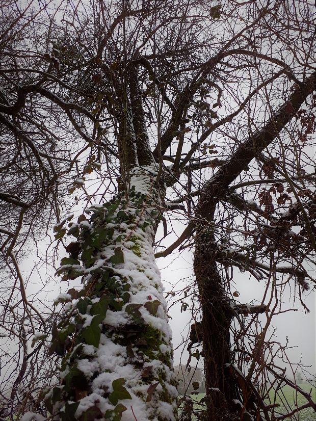Promenade favorite trees captures place