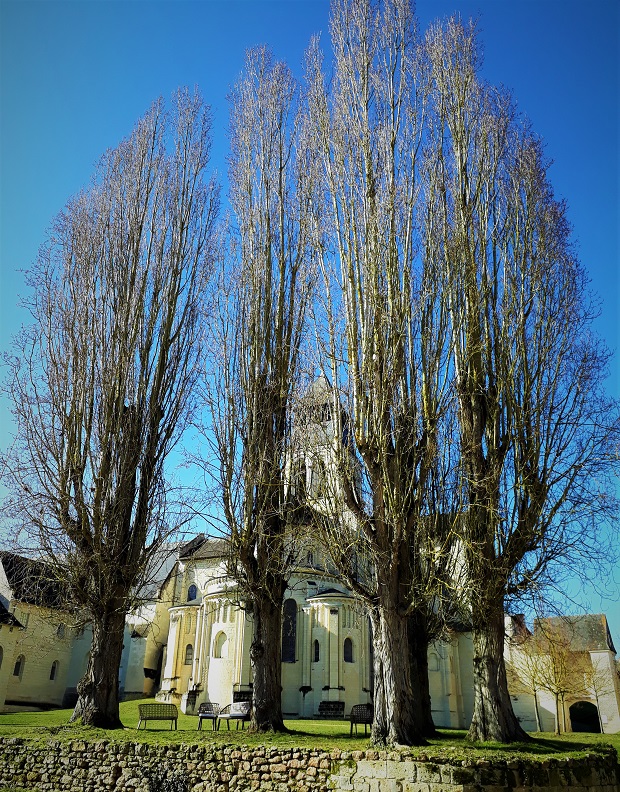Promenade favorite trees captures place