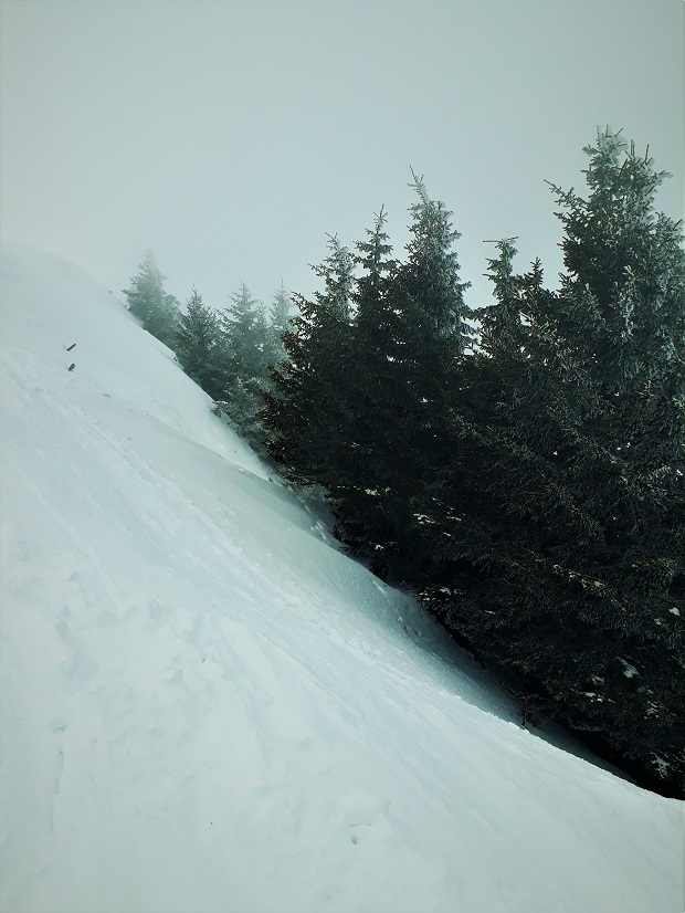 Promenade favorite trees captures place