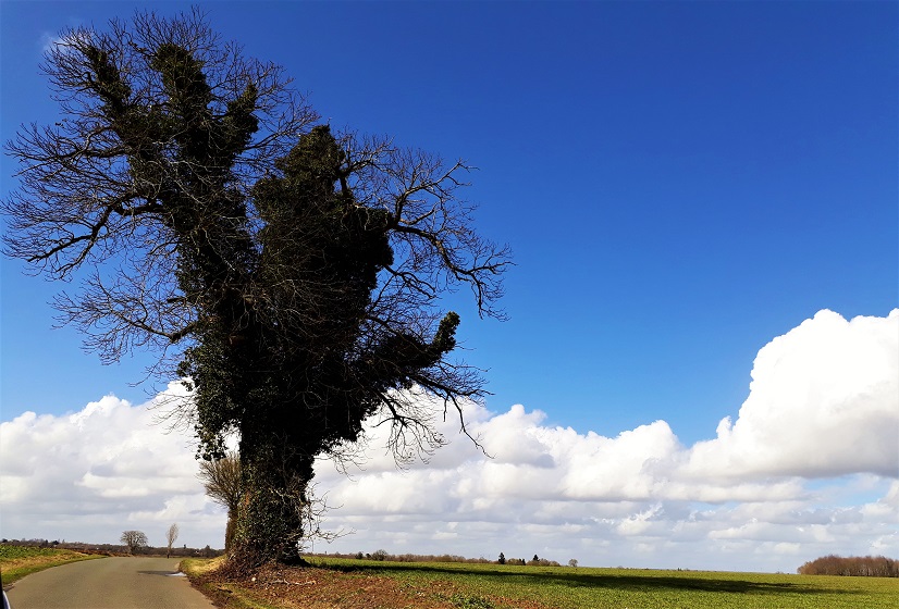 Promenade favorite trees captures place