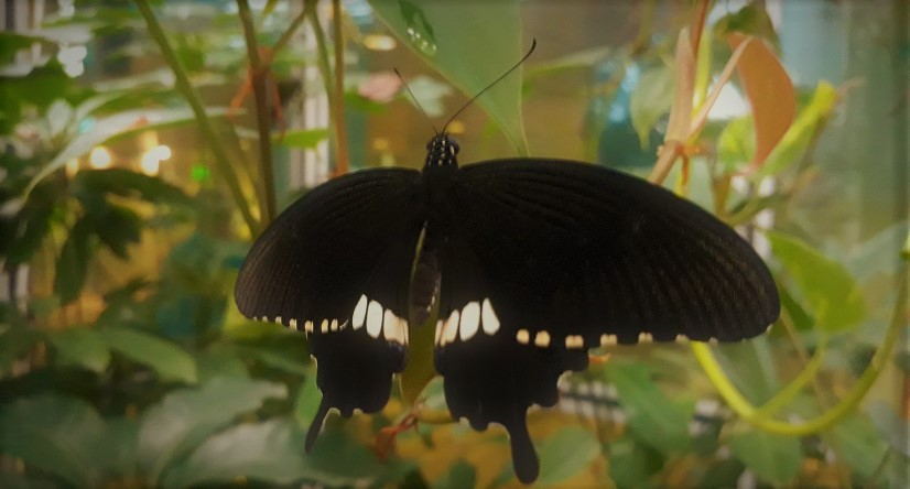 kupu di Changi airport Singapura