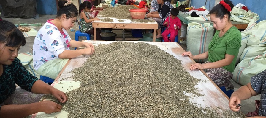 Kopi Aceh Gayo Terbukti Terbaik