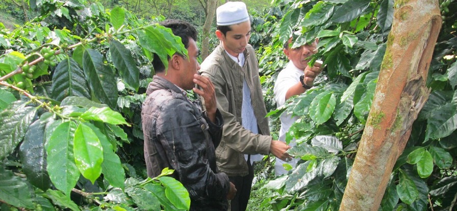 Kopi Aceh Gayo Terbukti Terbaik