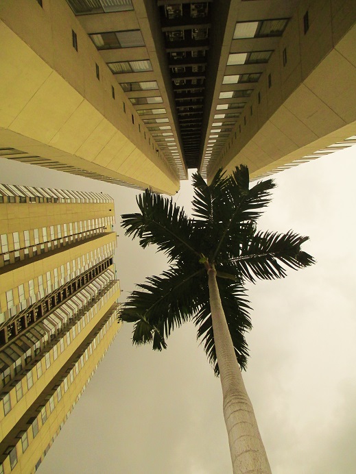 Promenade favorite trees captures place