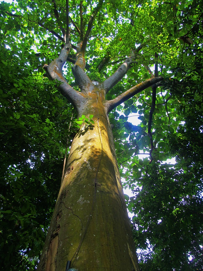 Promenade favorite trees captures place