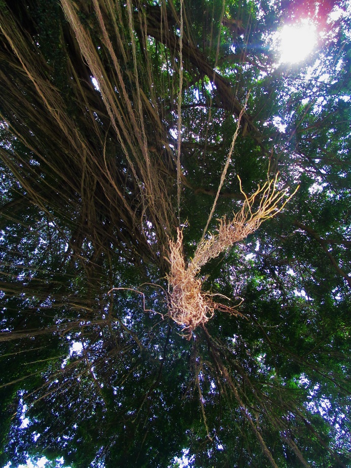 Promenade favorite trees captures place