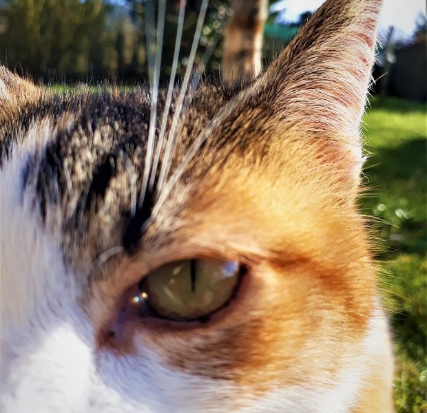 Kepentingan gambar dalam konten untuk memicu emosi dan tingkatkan traffic